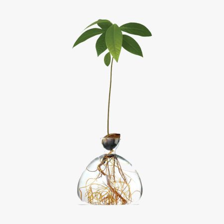 Zoom Avocado Vase